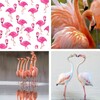 Flamingo Wallpaper: HD images, Free Pics download icon