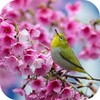 Sakura and Bird Live Wallpaper icon