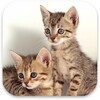 Cute Kittens Live Wallpaper icon