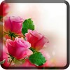 Icona di Roses Wallpaper