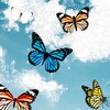 Butterflies Wallpaper - Girly icon