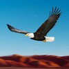 Ikon Birds Race Simulator: Eagle Race Game