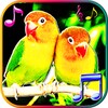 Pictogramă Birds Sounds Ringtones and Wallpapers