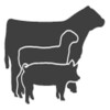 Livestock Judging Score Calc icon