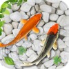Fish Live Wallpaper Aquarium icon