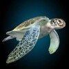 Sea Turtle Simulator icon
