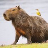 Icono de Capybara Squeak Soundboard