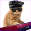 Funny Cats icon