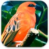 Birds Live Wallpaper icon