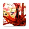Icono de Japanese KIMONO Pattern