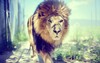 Lion Windows Theme icon