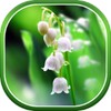 Lily of The Valley Wallpaper icon