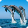 Dolphins Wallpaper icon