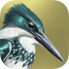 Icono de iBird Lite