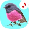 Bird Songs: Ringtones icon