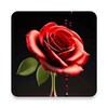 Red Rose Wallpaper icon
