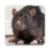 Icono de Mouse and Rat sounds