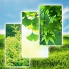 Green Wallpapers 1 simgesi