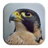 Peregrine Falcon Sounds icon
