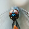 The most beautiful wallpapers of the fly animalsアイコン