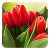 Tulips Live Wallpaper icon