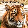 Icona di Tiger Sounds