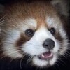 Icon von Panda3DS