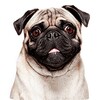 Talking Pug 图标