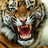 Angry Tiger icon