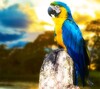 Icône Macaw By Maverick