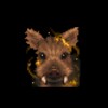 Icono de DROVA - Forsaken Kin