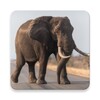 Elephant Sounds icon