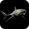Shark 4K Video Live Wallpaper icon