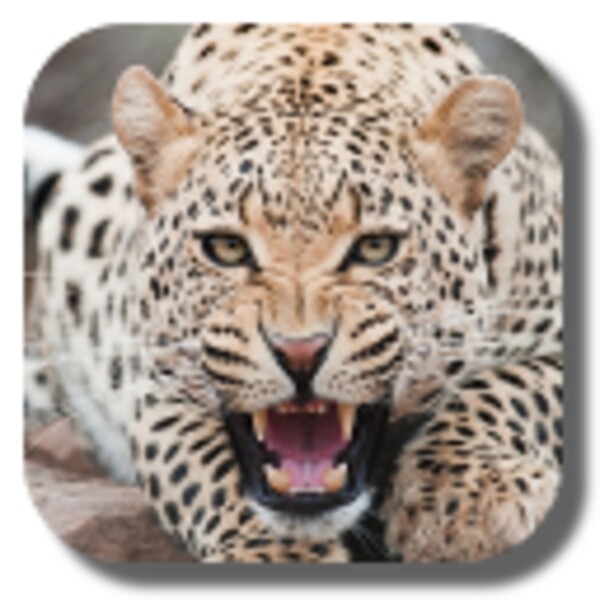 Leopard for Android - Download the APK from Uptodown