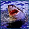 Shark Attack Beach Survival 3D icon