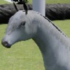 Happy Horse Simulator icon