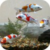 Koi Fish Tank Video Wallpaper icon