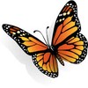 Butterfly 아이콘
