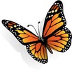 Butterfly feature