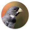 Collar Bird Corners icon