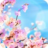 Spring Wallpapers 4K icon