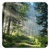 Forest Live Wallpaper icon
