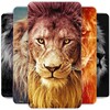 Icon von Lion Wallpapers HD