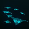 Mantaray Wallpaper 3D icon