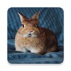 pictures and wallpapers of the rabbit 4k icon