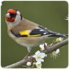 أيقونة Top Sonneries Oiseaux