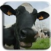 Funny Cows Live Wallpaper icon
