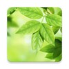 Leaves Live Wallpaper icon