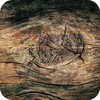 Wood Texture Live Wallpaper icon