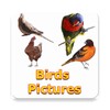Bird Pictures icon